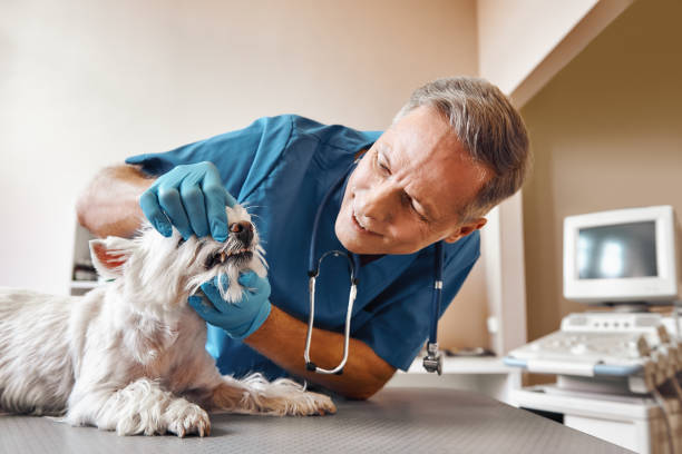 Best Emergency Dentist for Knocked-Out Tooth in Blossburg, PA